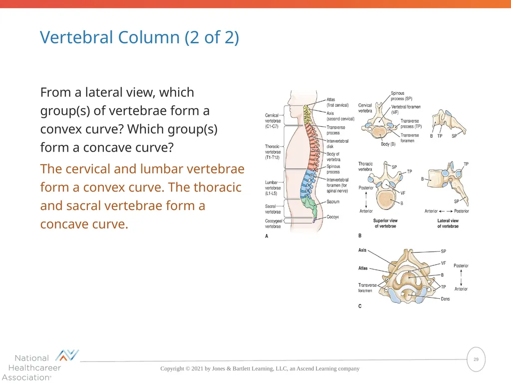 The Skeletal System: Bones and Joints Copyright © - slide 29 of 88