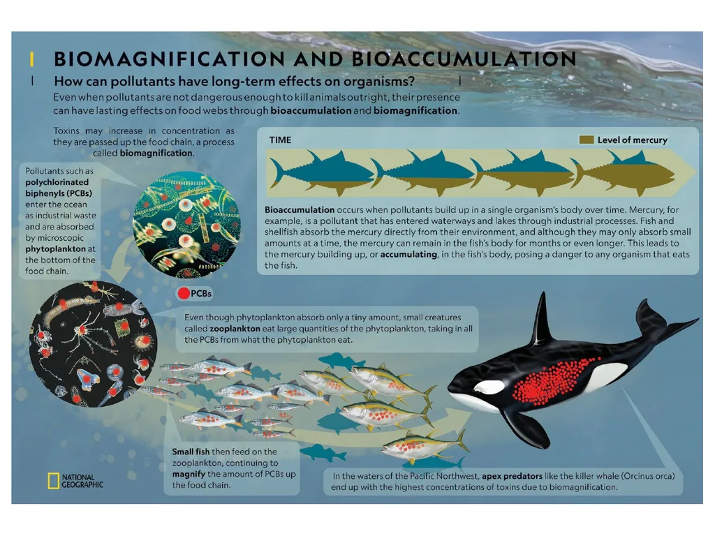 Bioaccumulation and Biomagnification - slide 14 of 14