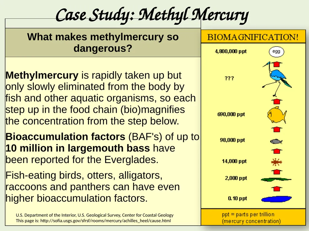 Bioaccumulation and Biomagnification - slide 11 of 14