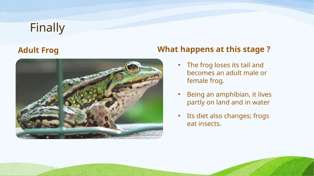 Frog Life Cycle www.ecosystemforkids.com First - slide 5 of 7