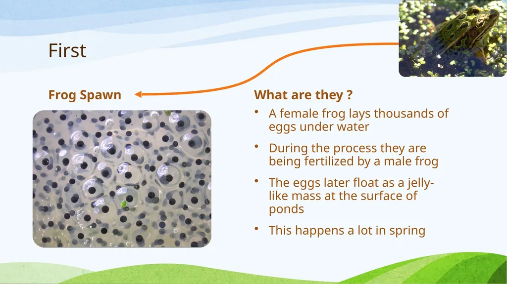 Frog Life Cycle www.ecosystemforkids.com First - slide 2 of 7