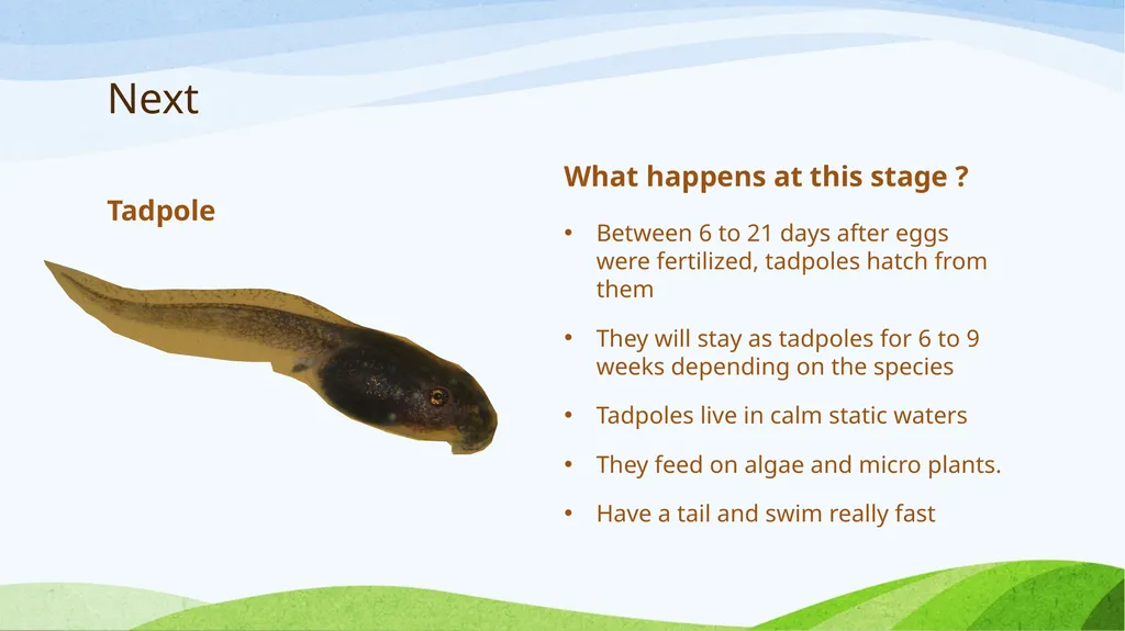 Frog Life Cycle www.ecosystemforkids.com First - slide 3 of 7