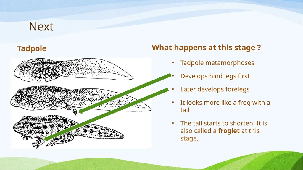 Frog Life Cycle www.ecosystemforkids.com First - slide 4 of 7