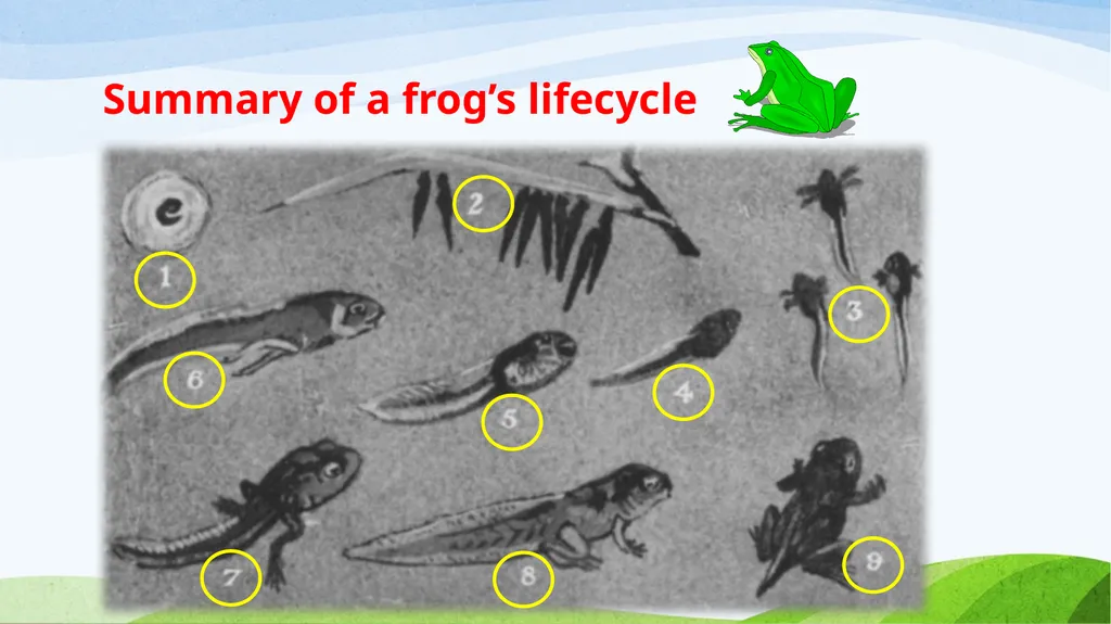 Frog Life Cycle www.ecosystemforkids.com First - slide 6 of 7
