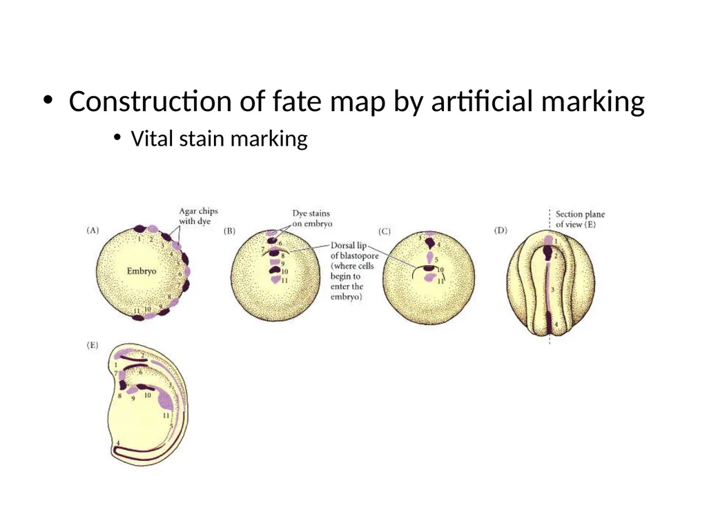 Fate maps Construction of blastula map based on - slide 5 of 14