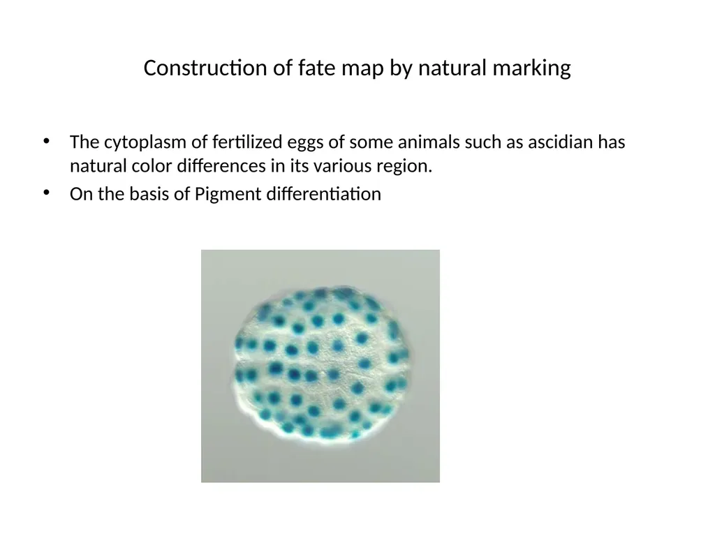 Fate maps Construction of blastula map based on - slide 4 of 14