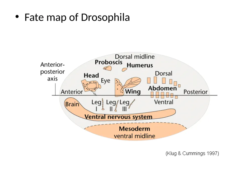 Fate maps Construction of blastula map based on - slide 9 of 14