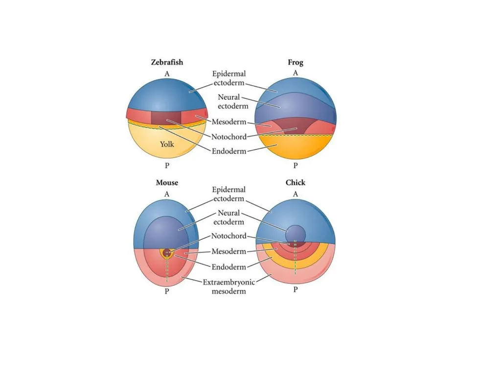 Fate maps Construction of blastula map based on - slide 10 of 14