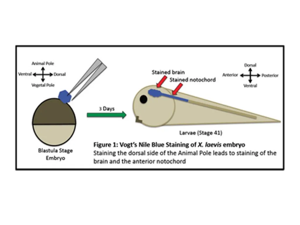 Fate maps Construction of blastula map based on - slide 6 of 14