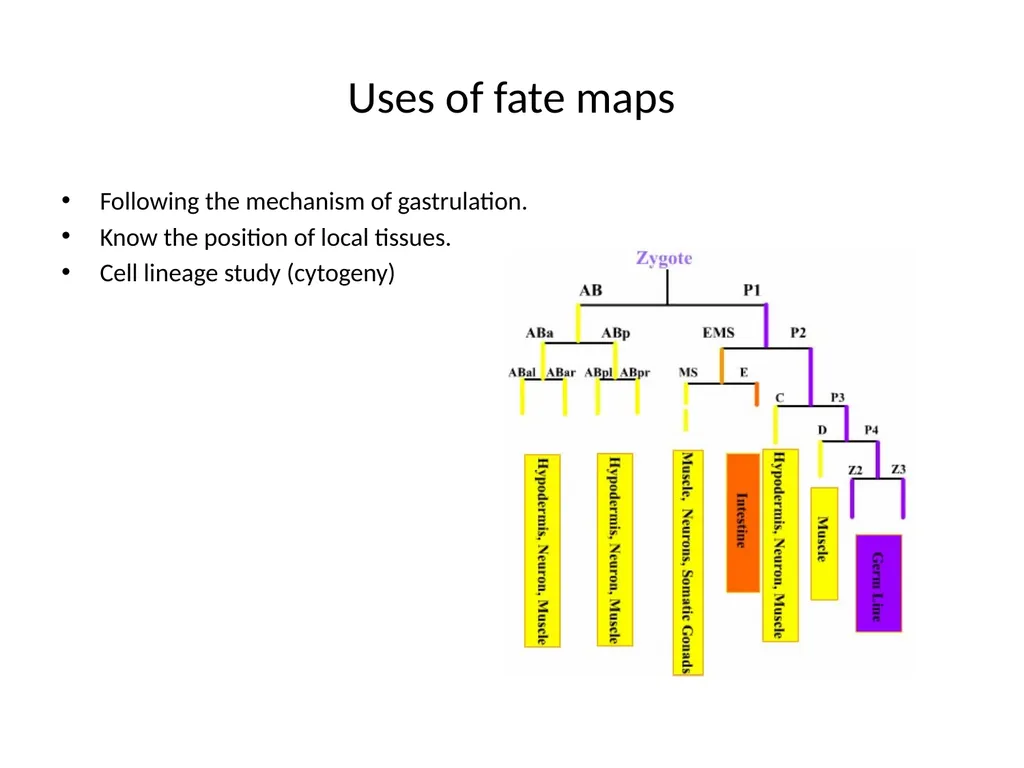 Fate maps Construction of blastula map based on - slide 12 of 14