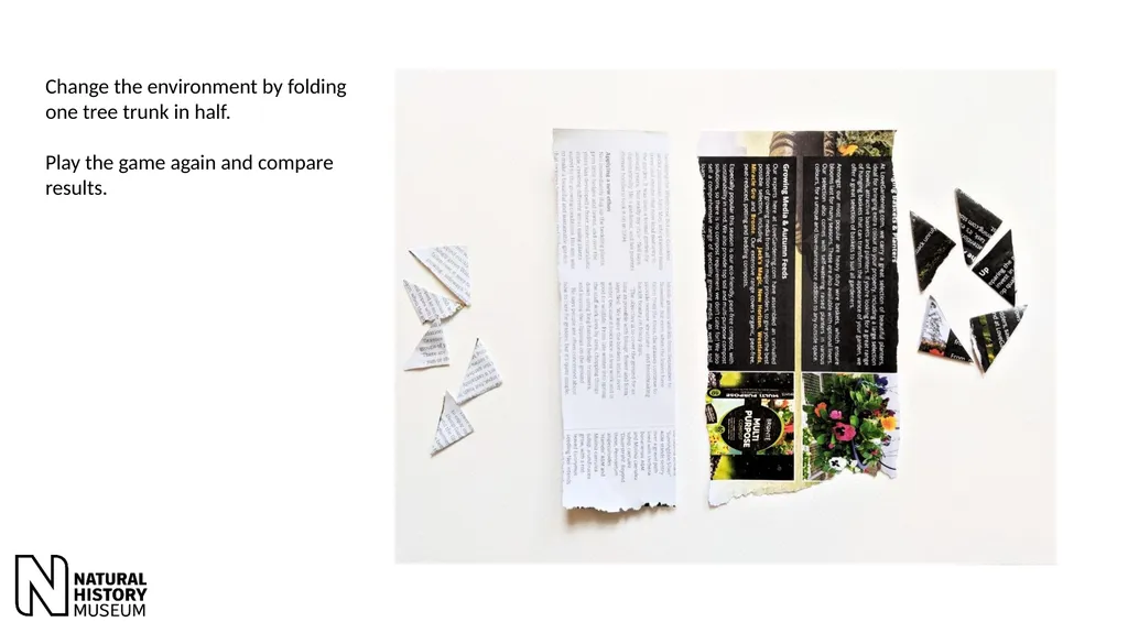 Peppered moths – images and instructions for game - slide 9 of 9