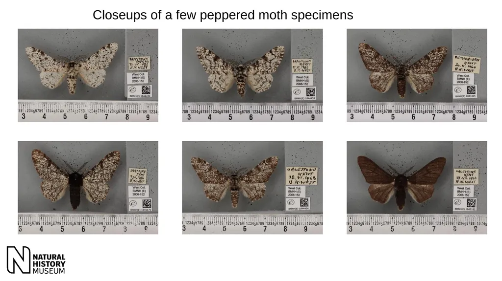 Peppered moths – images and instructions for game - slide 2 of 9