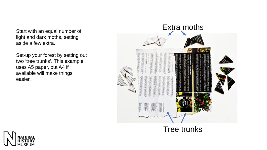 Peppered moths – images and instructions for game - slide 7 of 9