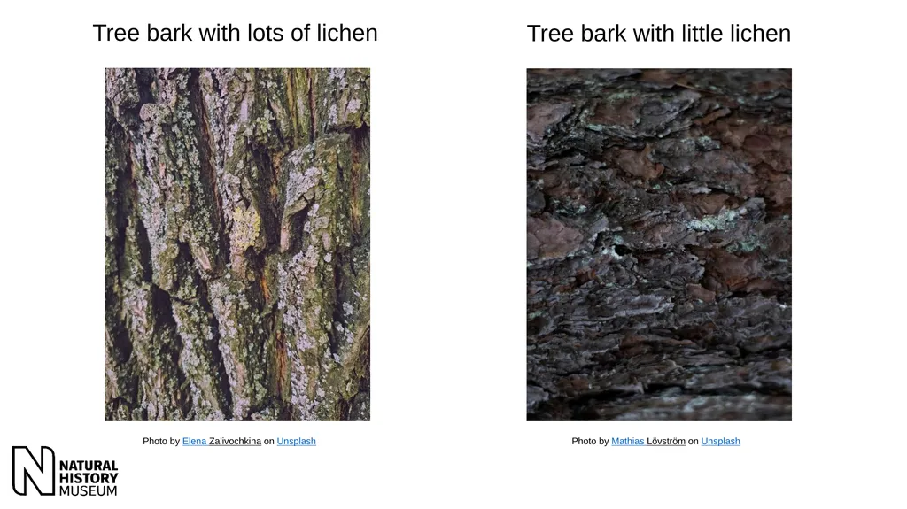 Peppered moths – images and instructions for game - slide 4 of 9