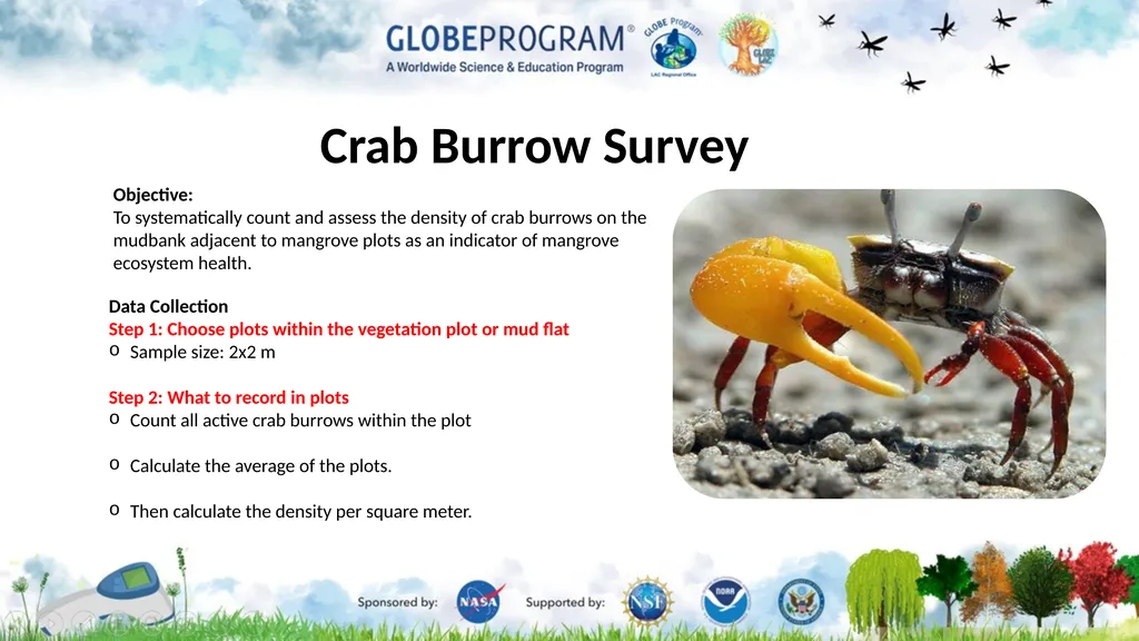 Exploring the Mangrove Use of bioindicators for - slide 10 of 12