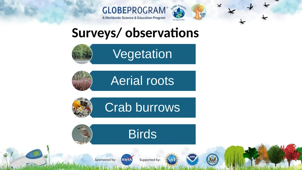 Exploring the Mangrove Use of bioindicators for - slide 6 of 12