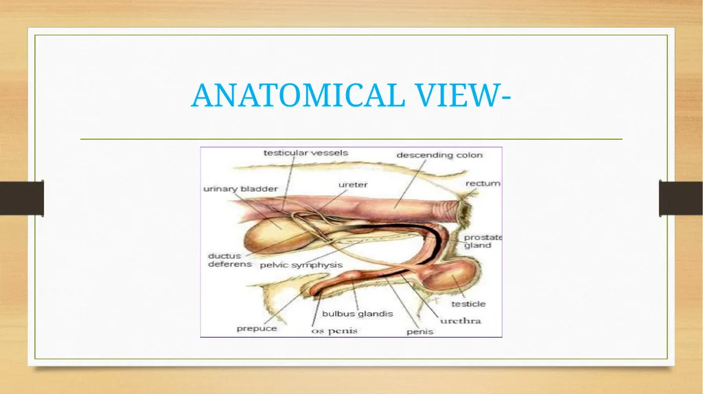 CATHETERIZATION AND URINE COLLECTION IN DOGS DR - slide 11 of 19