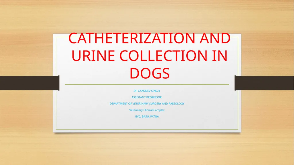 CATHETERIZATION AND URINE COLLECTION IN DOGS DR - slide 1 of 19