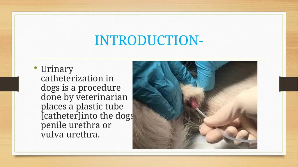 CATHETERIZATION AND URINE COLLECTION IN DOGS DR - slide 2 of 19