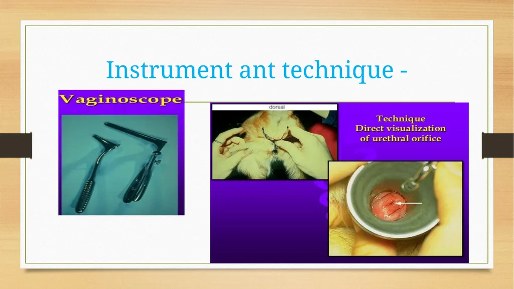 CATHETERIZATION AND URINE COLLECTION IN DOGS DR - slide 16 of 19