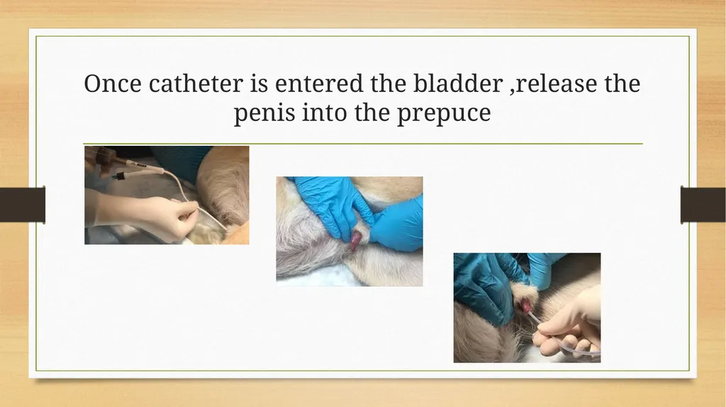 CATHETERIZATION AND URINE COLLECTION IN DOGS DR - slide 14 of 19