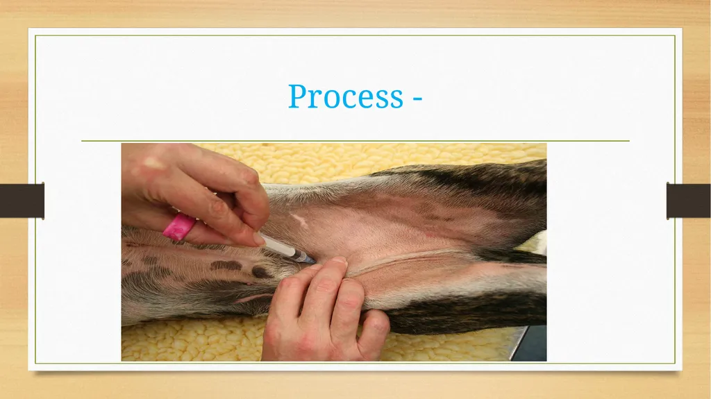 CATHETERIZATION AND URINE COLLECTION IN DOGS DR - slide 18 of 19
