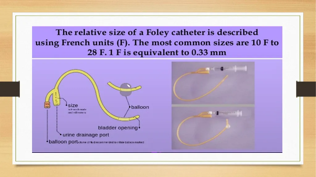 CATHETERIZATION AND URINE COLLECTION IN DOGS DR - slide 7 of 19
