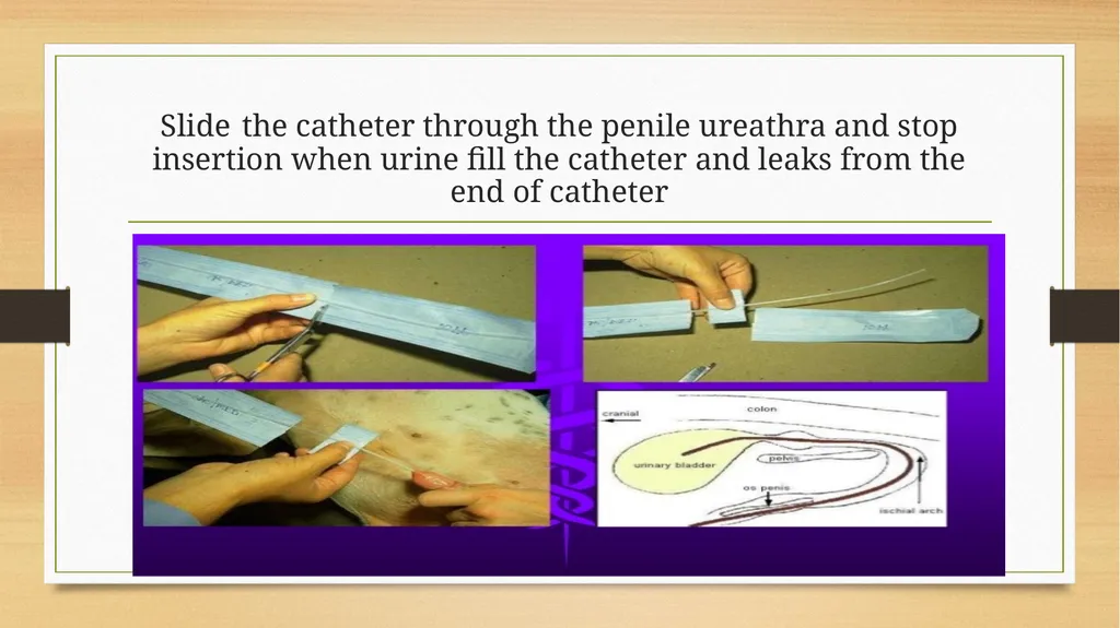 CATHETERIZATION AND URINE COLLECTION IN DOGS DR - slide 13 of 19