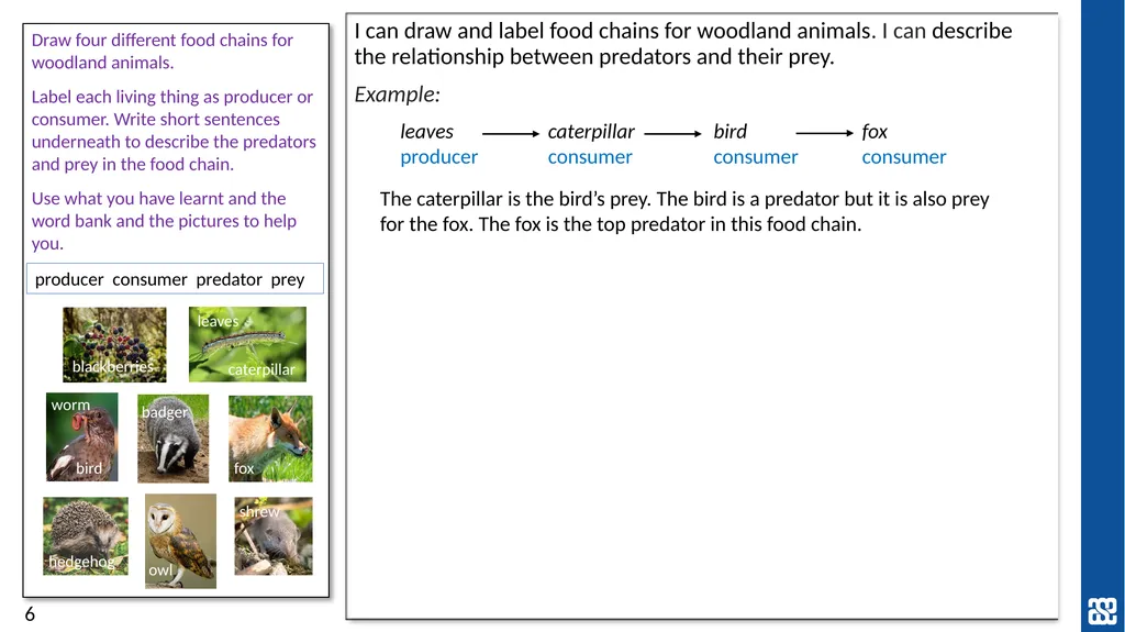 Living things and their habitats Food chains in - slide 6 of 9