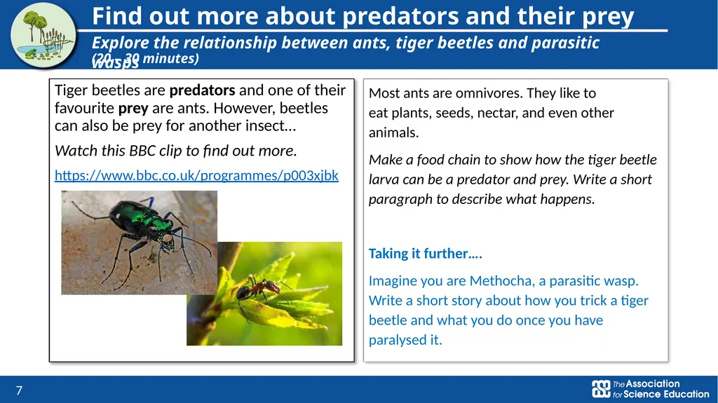 Living things and their habitats Food chains in - slide 7 of 9