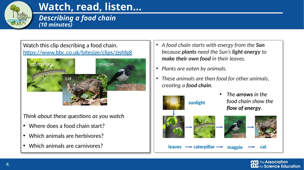 Living things and their habitats Food chains in - slide 4 of 9