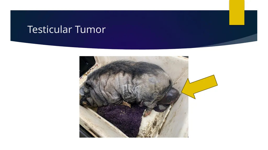 Determination of Reference Intervals for Venous - slide 27 of 27
