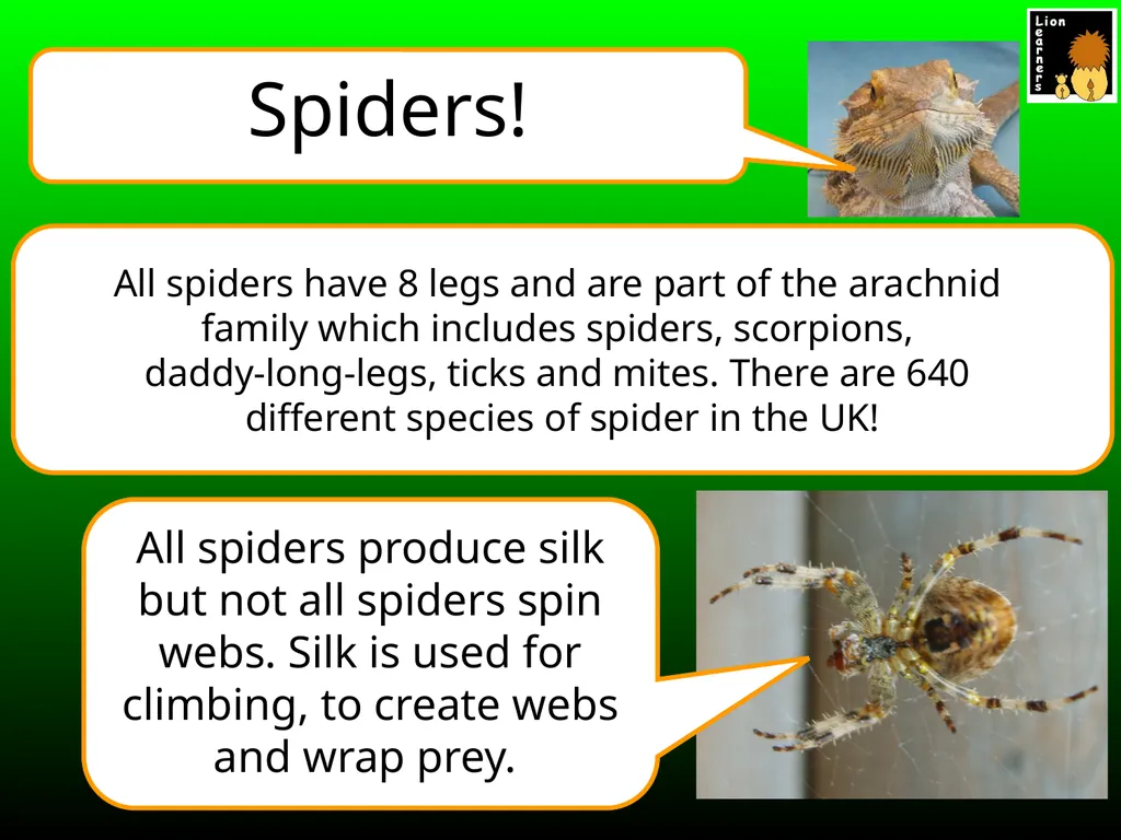 Spelling Spiders Spelling Spiders Missing Letters - slide 3 of 17