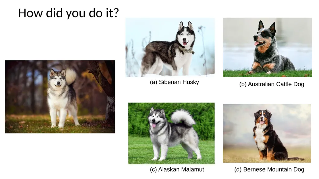K-Nearest Neighbor Applied Machine Learning Derek - slide 3 of 43