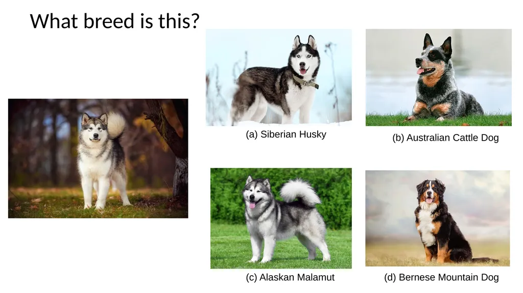 K-Nearest Neighbor Applied Machine Learning Derek - slide 2 of 43