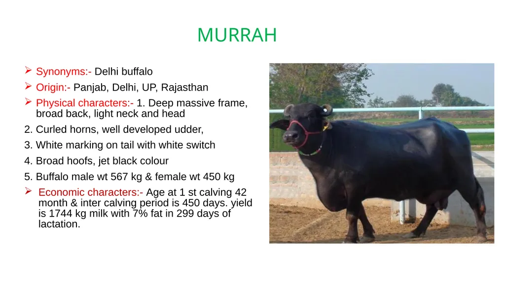 IMPORTANT BUFFALO BREEDS AND THEIR CHARACTERISTICS - slide 3 of 12