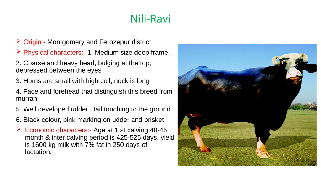 IMPORTANT BUFFALO BREEDS AND THEIR CHARACTERISTICS - slide 4 of 12