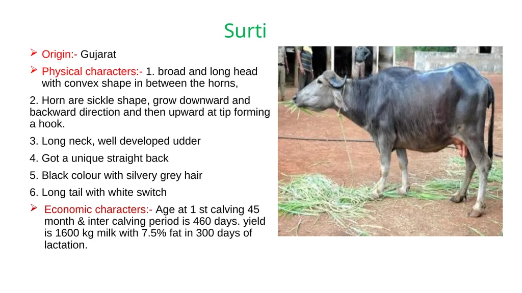 IMPORTANT BUFFALO BREEDS AND THEIR CHARACTERISTICS - slide 5 of 12