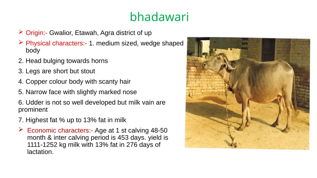 IMPORTANT BUFFALO BREEDS AND THEIR CHARACTERISTICS - slide 8 of 12