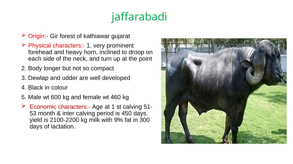 IMPORTANT BUFFALO BREEDS AND THEIR CHARACTERISTICS - slide 6 of 12