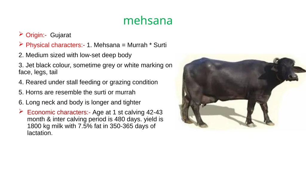 IMPORTANT BUFFALO BREEDS AND THEIR CHARACTERISTICS - slide 7 of 12