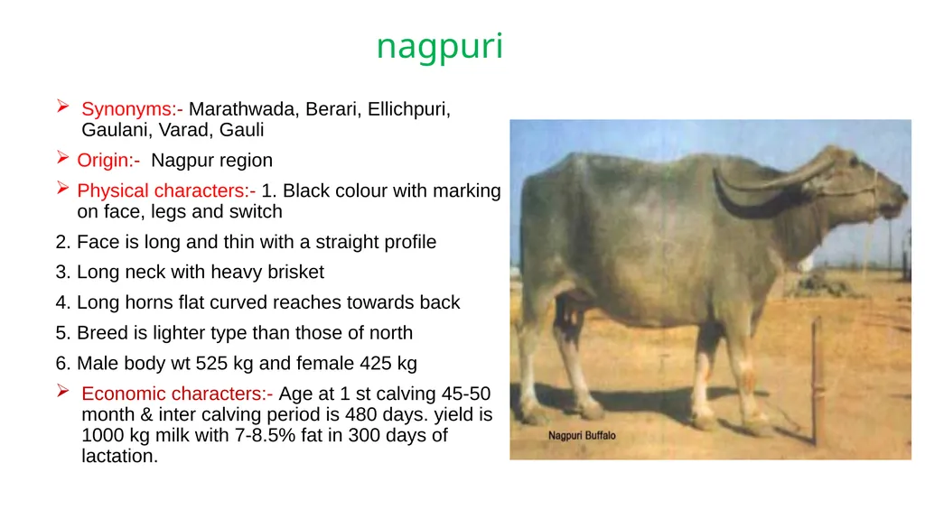 IMPORTANT BUFFALO BREEDS AND THEIR CHARACTERISTICS - slide 9 of 12