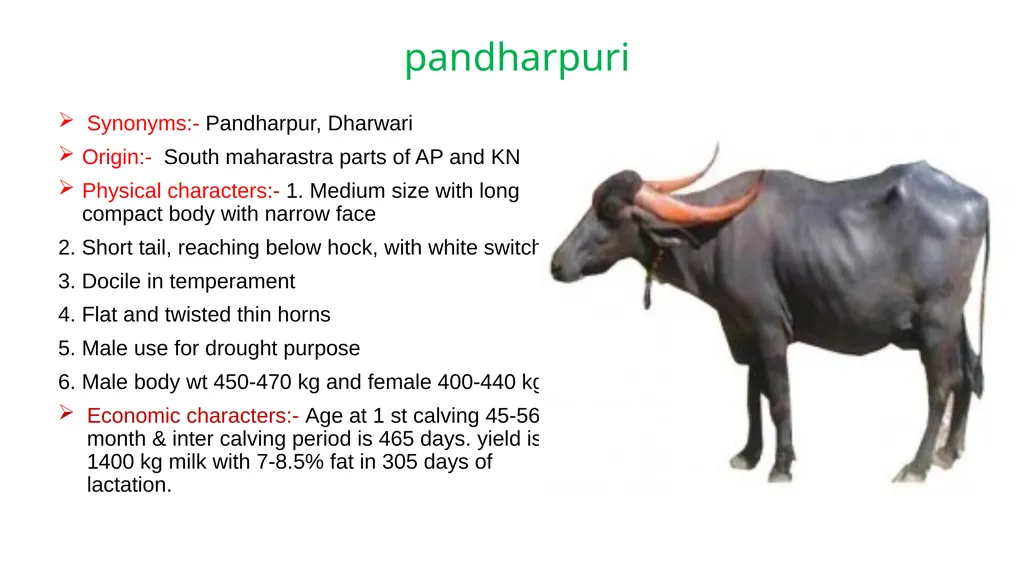 IMPORTANT BUFFALO BREEDS AND THEIR CHARACTERISTICS - slide 10 of 12