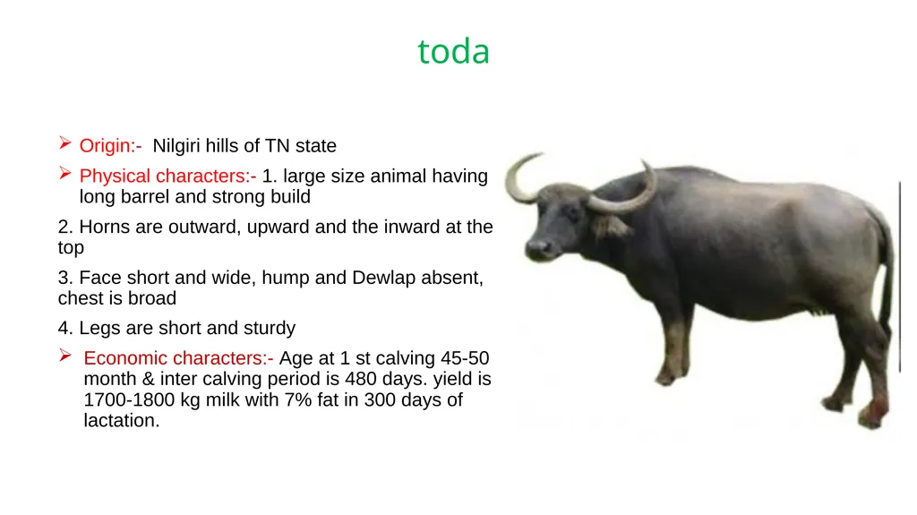 IMPORTANT BUFFALO BREEDS AND THEIR CHARACTERISTICS - slide 11 of 12