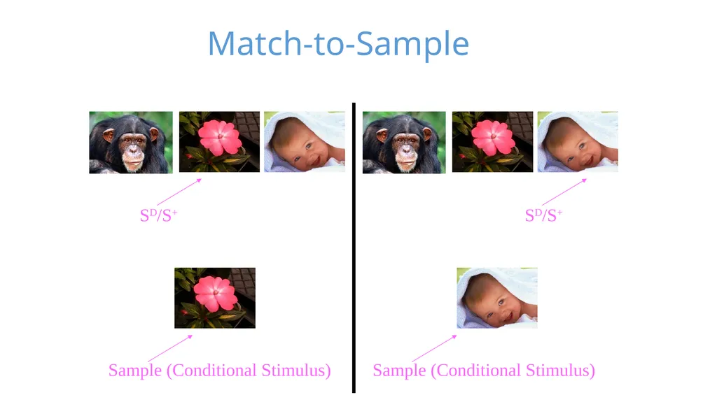 Stimulus Control Stimulus Control of Behavior - slide 38 of 57