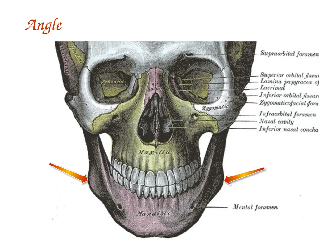 Study Tips & Tools for A&P LAB 6 Bones and - slide 15 of 36