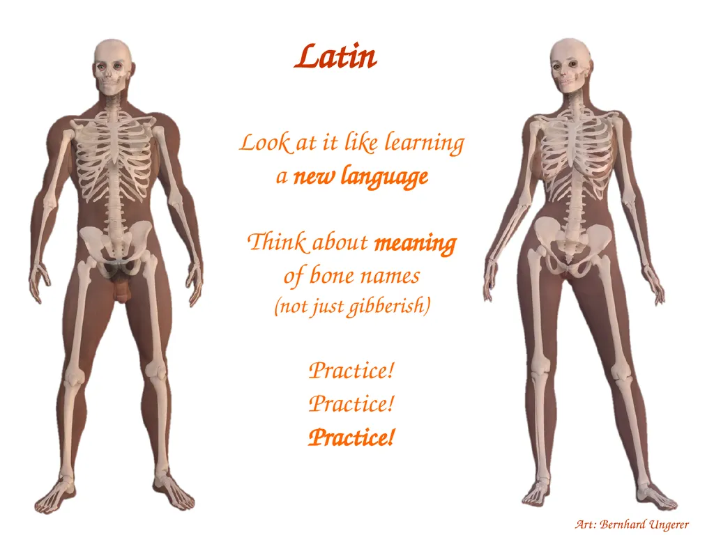 Study Tips & Tools for A&P LAB 6 Bones and - slide 3 of 36