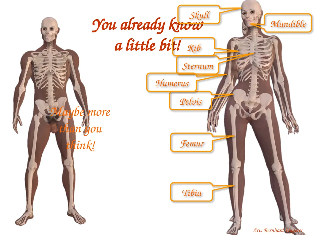 Study Tips & Tools for A&P LAB 6 Bones and - slide 4 of 36