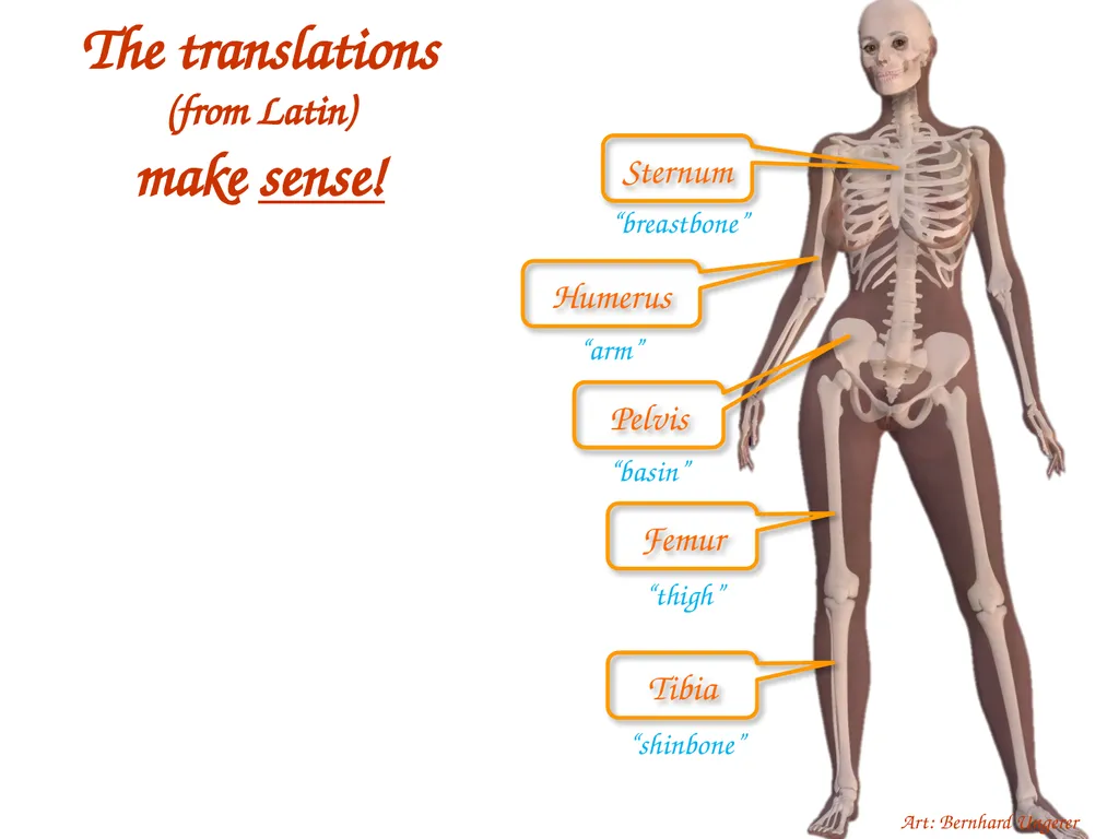 Study Tips & Tools for A&P LAB 6 Bones and - slide 5 of 36