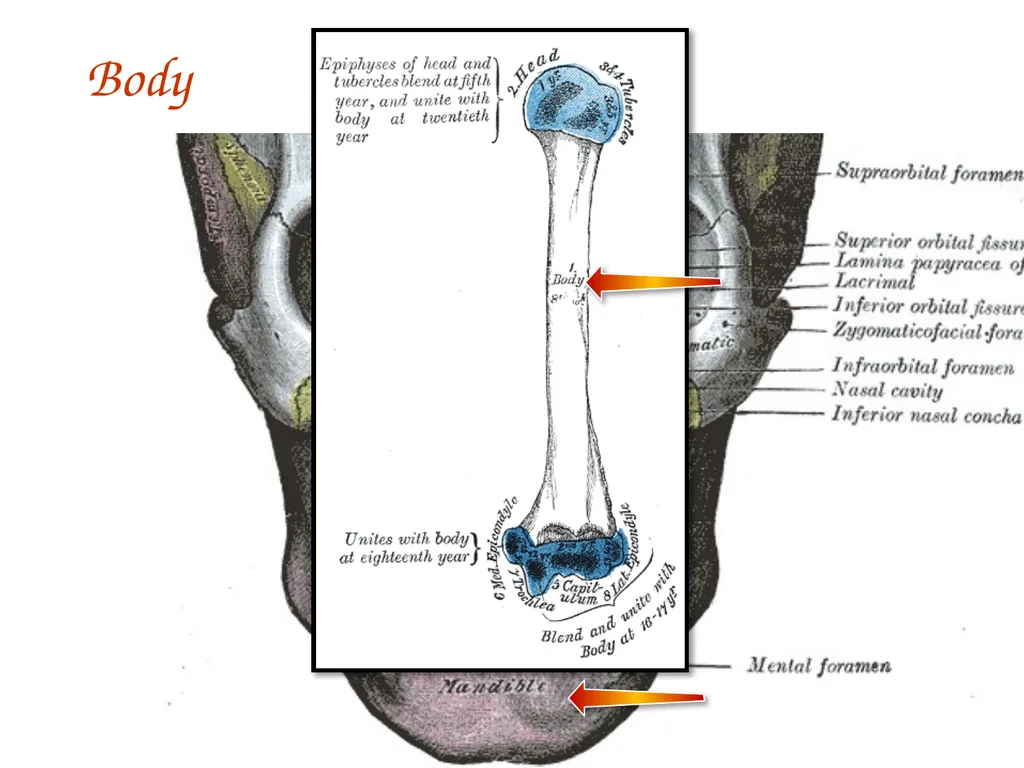 Study Tips & Tools for A&P LAB 6 Bones and - slide 17 of 36